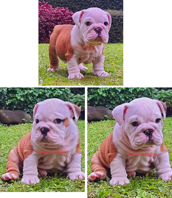 Dijual Anakan English Bulldog Istimewa