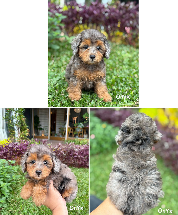 Super Rare Color Exotic Toy Poodle Blue Tan Merle