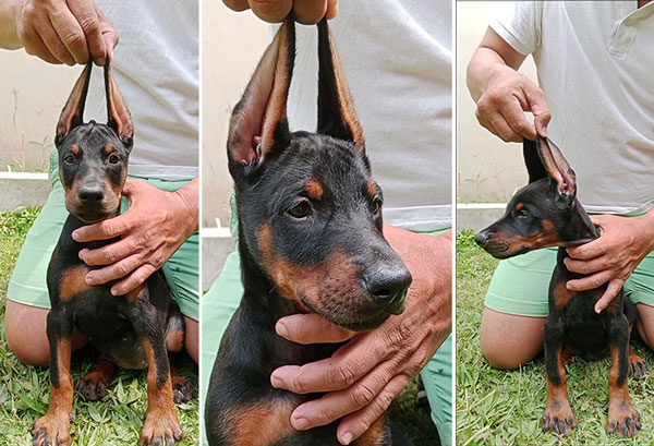 Dijual 3 Dobermann Puppies Betina Show Quality