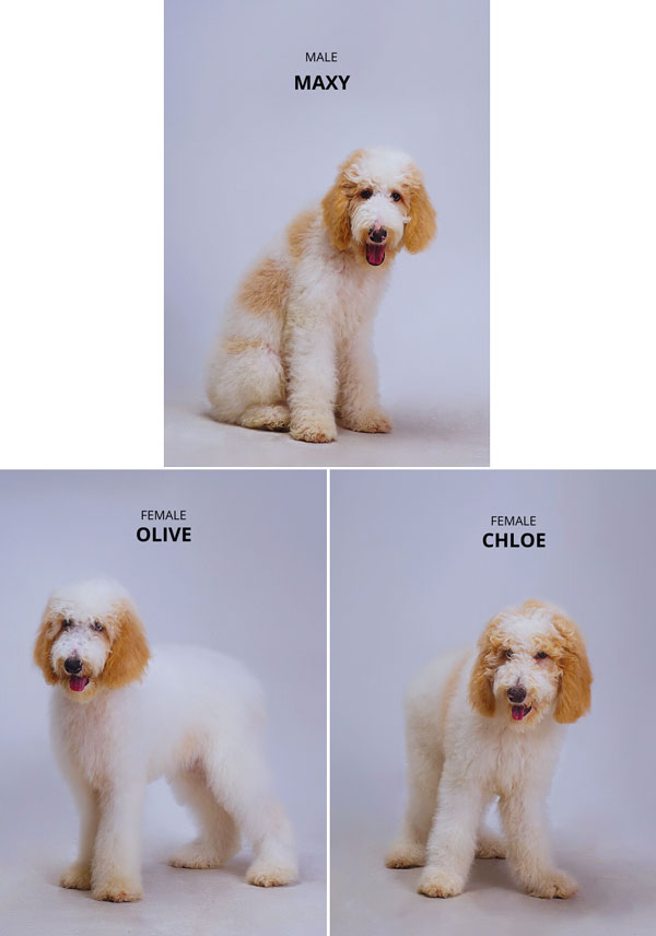 Jual Giant Poodle Lucu & Friendly