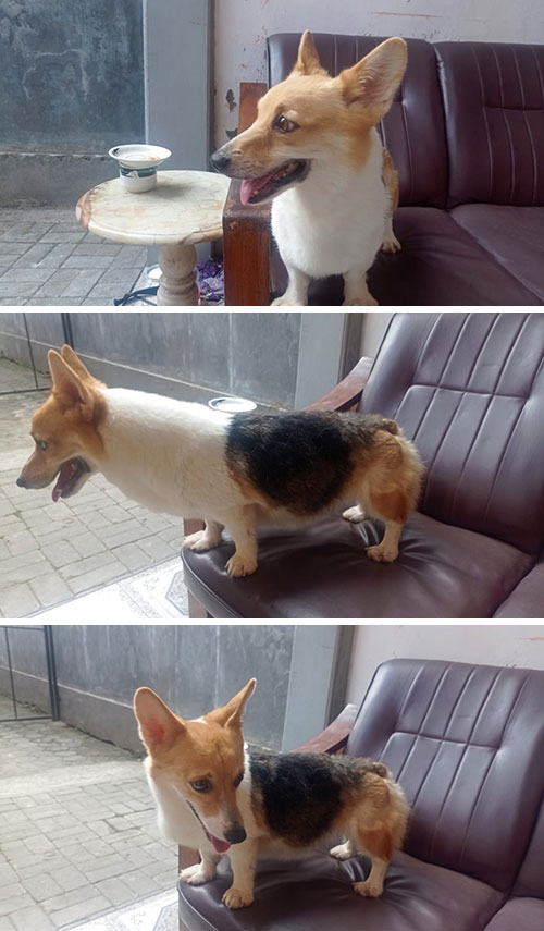 Corgi Betina Indukan Siap Kawin - Sudah Berpengalaman