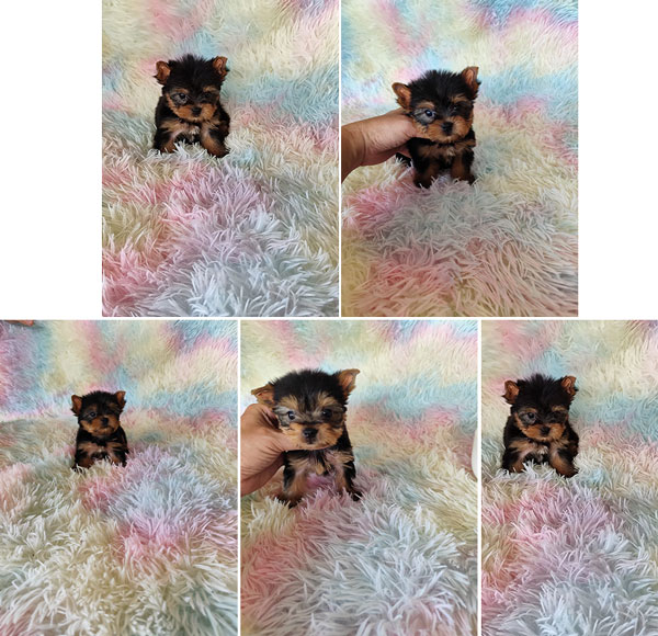 Jual Anakan Micro Tea Cup Yorkie