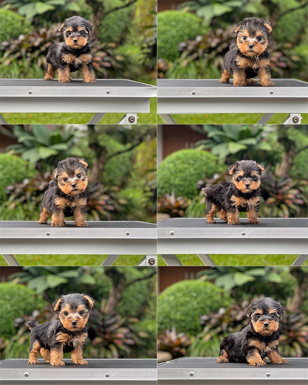 For Sale Puppy Super Mini Yorkshire Terrier