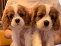 Dijual 2 Ekor Cavalier Spaniel Good Quality
