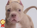 Exotic Micro American Bully