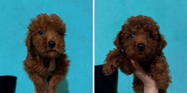 Dijual Anjing Mini poodle Red