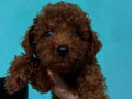 Dijual Anjing Mini poodle Red