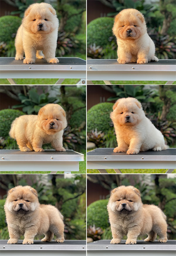 For Sale Puppy Male emale Chow Chow
