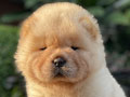 For Sale Puppy Male emale Chow Chow