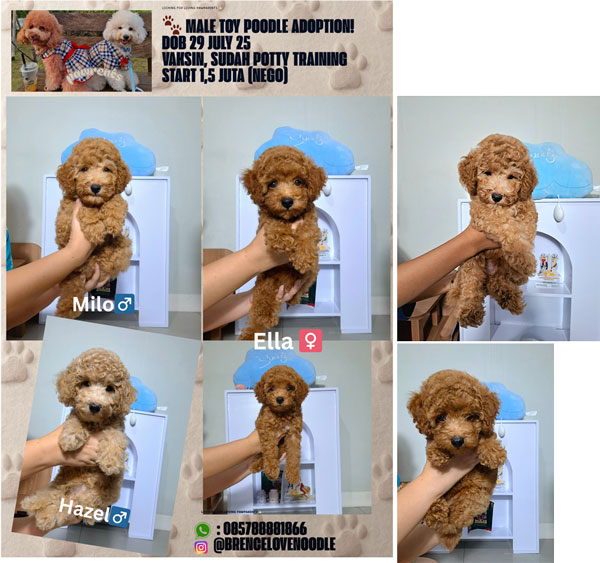 Jual Toy Poodle Pesek