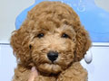 Jual Toy Poodle Pesek