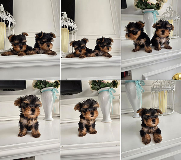 For Sale Puppy Female Yorkshire Tea Cup
