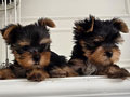 For Sale Puppy Female Yorkshire Tea Cup