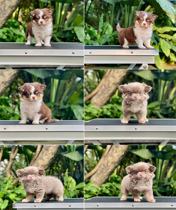 For Sale Puppy Male Female Mini Chihuahua