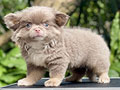 For Sale Puppy Male Female Mini Chihuahua