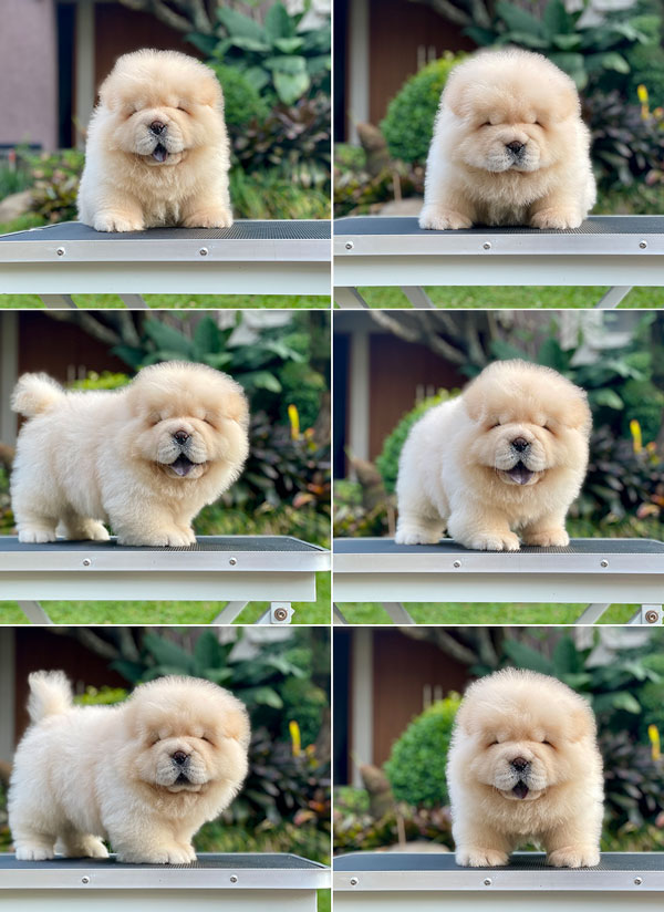 For Sale Puppy Male Chow Chow