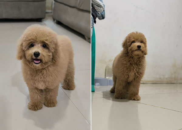 Jual Anakan Red Toy Poodle