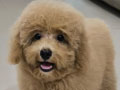 Jual Anakan Red Toy Poodle
