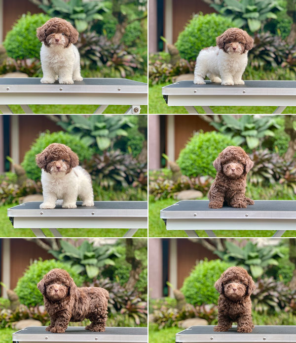 For Sale Puppy Male Tiny Parti Choco Toy Poodle