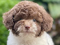 For Sale Puppy Male Tiny Parti Choco Toy Poodle