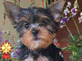Dijual Anakan Yorkshire Terrier Jantan & Betina