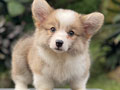 For Sale Puppy Female Welsh Corgi