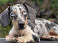 For Sale Puppy Miniature Dapple Dachshund