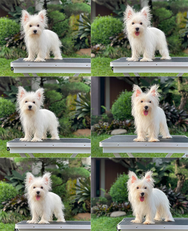 For Sale Puppy West Highland Terrier