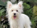 For Sale Puppy West Highland Terrier
