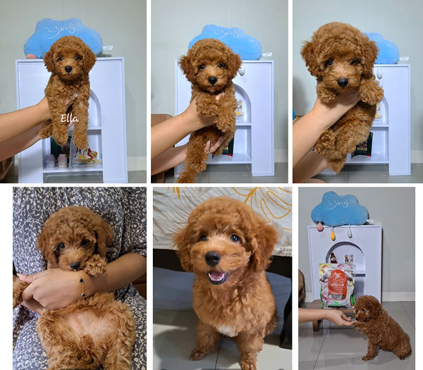 Dijual Poodle Cantik Pesek