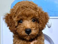 Dijual Poodle Cantik Pesek