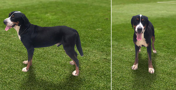 Jual Anjing Greater Swiss Mountain Dog