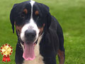 Jual Anjing Greater Swiss Mountain Dog