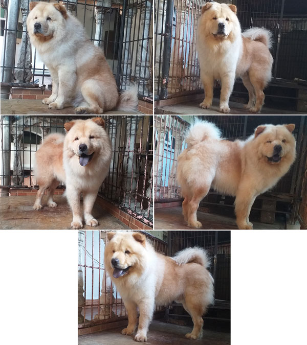 Jual Chow Chow Jantan Kualitas Bagus