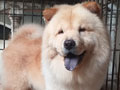 Jual Chow Chow Jantan Kualitas Bagus