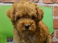 Jual Toy Poodle