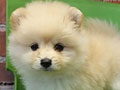 Jual Mini Pom