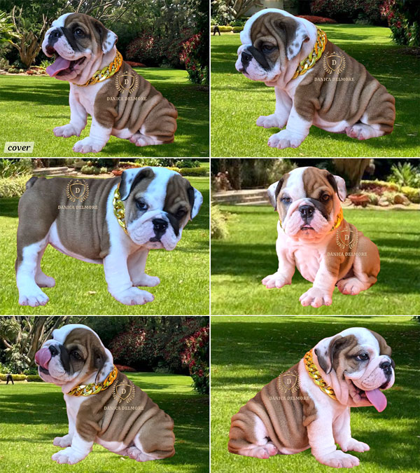 Premium Quality English Bulldog Puppy