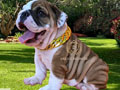 Premium Quality English Bulldog Puppy