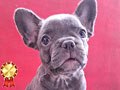 Fluffy Carrier Frenchie