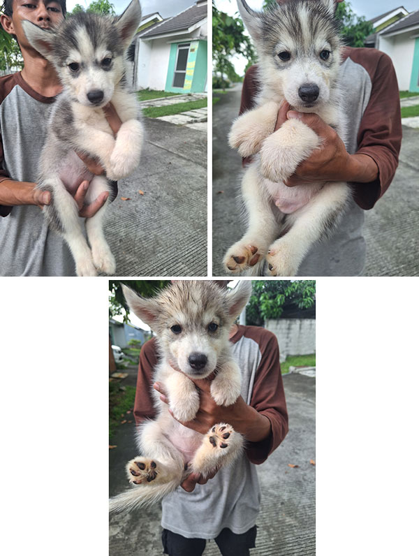 Dijual Anakan Siberian Husky
