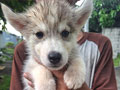Dijual Anakan Siberian Husky
