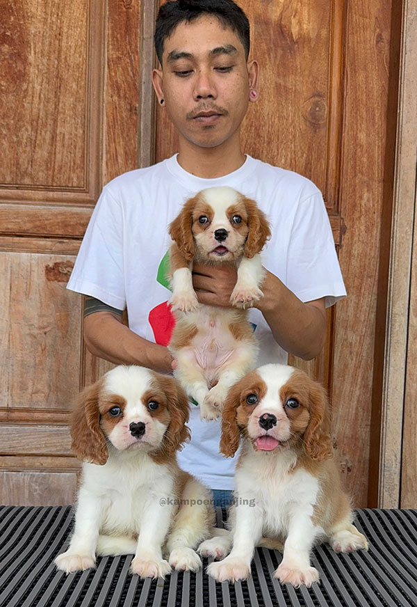 Cavalier King Charles Spaniel