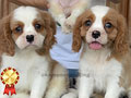 Cavalier King Charles Spaniel