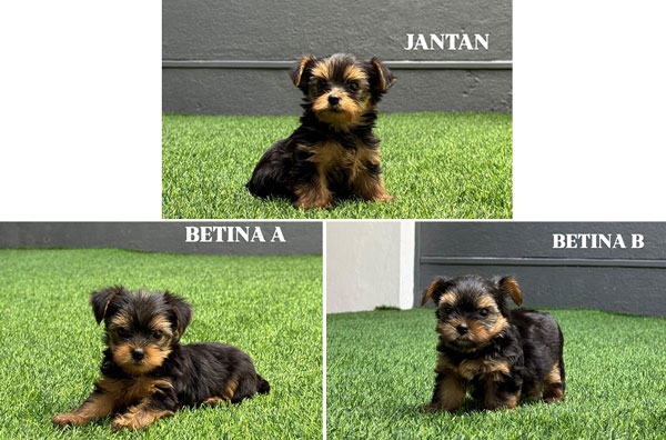 For Sale Yorkshire Terrier Puppy