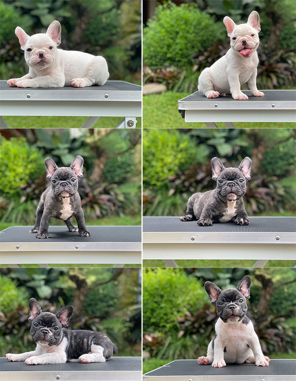 For Sale Puppy Male Female French Bulldog