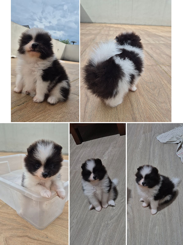 Jual Mini Pom Jantan