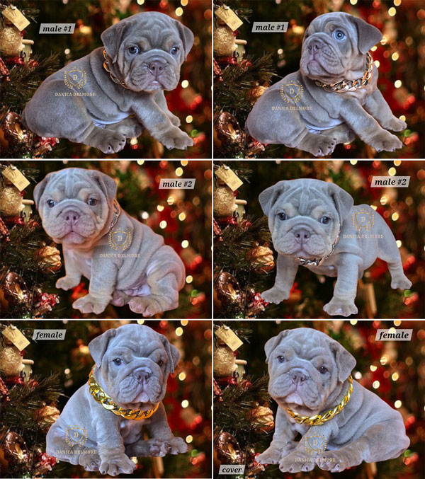 Premium Quality English Bulldog Puppies