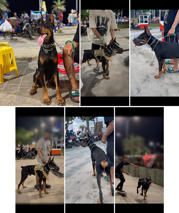 Jual American Dobermann Pinscher