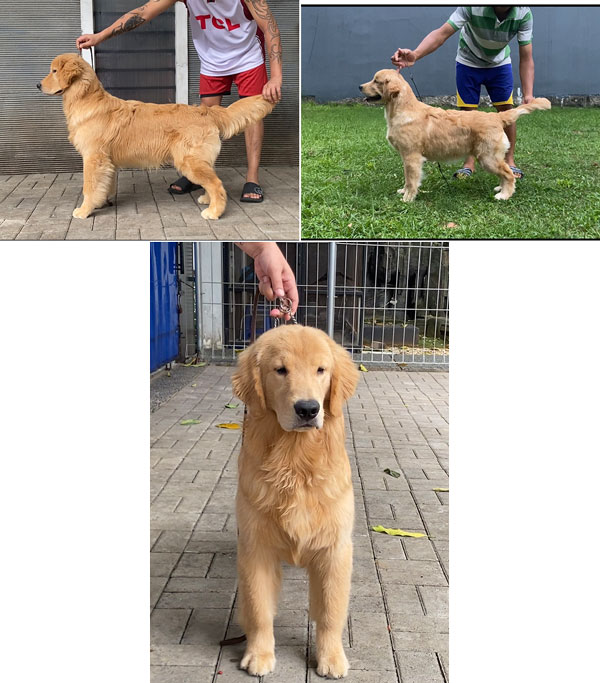 Dijual Anakan Golden Retriever Berkualitas